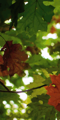 200w-leaf-closeups