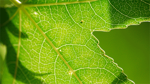 giphy-leaf-leaves